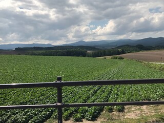 Fototapeta premium 北海道田園２