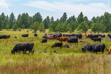 Herd of cattle in field with evergreen trees and longhorn steer