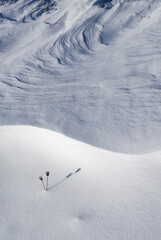 A single dry plant on textured snow