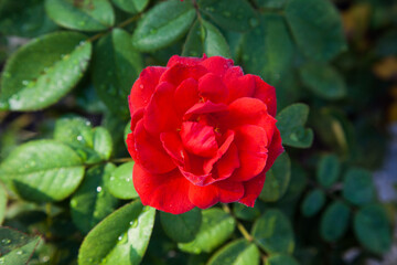 Red rose in a garden