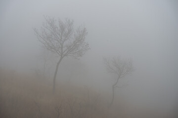 Obraz na płótnie Canvas Sparse bare trees in dense fog in late autumn