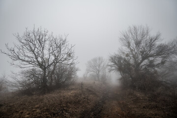 Obraz na płótnie Canvas A gloomy foggy landscape with a road and bare trees