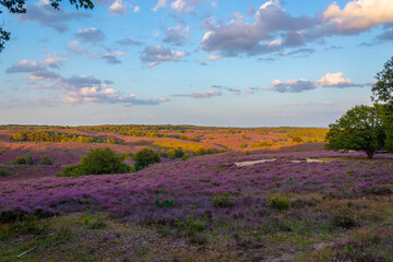 Posbank National park Veluwe, purple pink heather in bloom