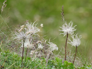 SASANKA ALPEJSKA (Pulsatilla alpina) - nasiona, owoce. Unikalne zdjecie w tej fazie rozwoju.