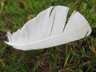 feather on grass