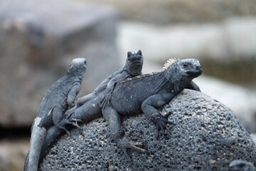 Meerechsen auf Galapagos