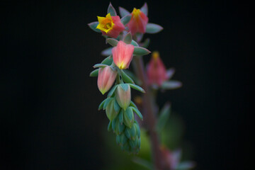 macro succulent flower on the dark