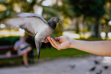 Pombo na mão