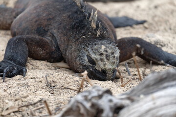 Galapagos Meerechse