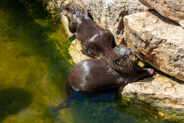 North American river otter eat in water