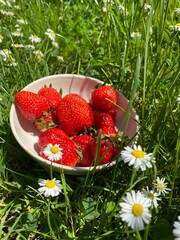 Reife frische Erdbeeren in Schüssel umringt von Gänzeblümchen