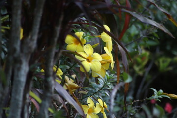 yellow flowers