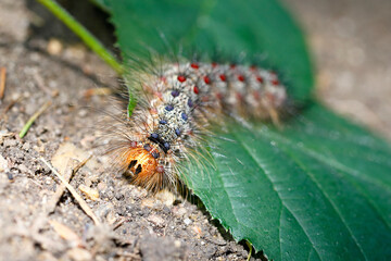 Die Raupe des Schwammspinners, Lymantria dispar