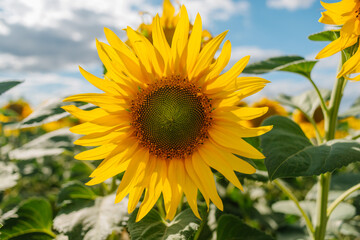 Sunflower in a field of sunflowers under blue sky and beautiful clouds in an agricultural field