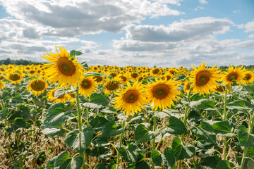 Sunflower in a field of sunflowers under blue sky and beautiful clouds in an agricultural field