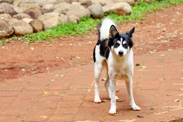 The puppy dog is stand up in garden at thailand