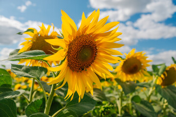 Sunflower in a field of sunflowers under blue sky and beautiful clouds in an agricultural field