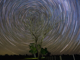 startrail and tree