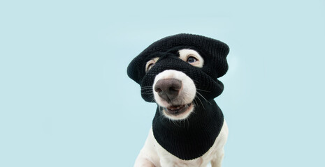 Funny puppy dog robber wearing balaclava ski mask. Isolated blue background. Carnival or halloween concept.