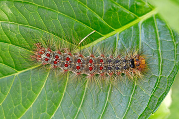 Die Raupe des Schwammspinners, Lymantria dispar