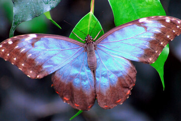 INSECTS- Costa Rica- Beautiful Blue Morpho Butterfly