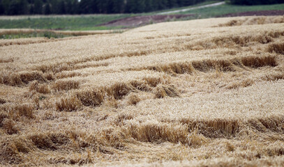 Wheat field flattened by rain, ripe wheat field damaged by wind and rain. Lithuania