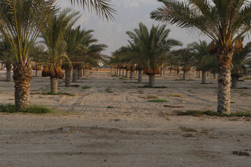 palm trees on the beach
