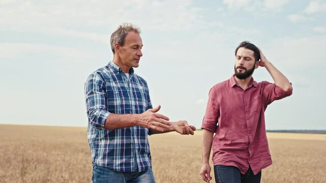 In a sunny day one mature man and young guy two farmers analyzing the results of the wheat from the field they walking through the wheat and discussing