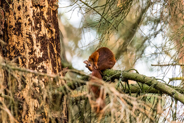 Eurasian red squirrel (Sciurus vulgaris) in the natural environment sitting on a tree
