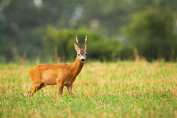 Roe deer, capreolus capreolus, buck standing on field in rainy summer nature. Wild animal with antlers looking to the camera on grassland. Roebuck staring on pasture with copy space.