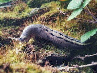 large gray slug on moss closeup
