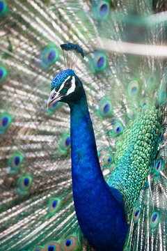 クジャク Images Browse 1 777 Stock Photos Vectors And Video Adobe Stock