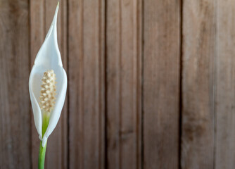 white inflorescences of Spathiphyllum on the background of wooden wall. Copy space
