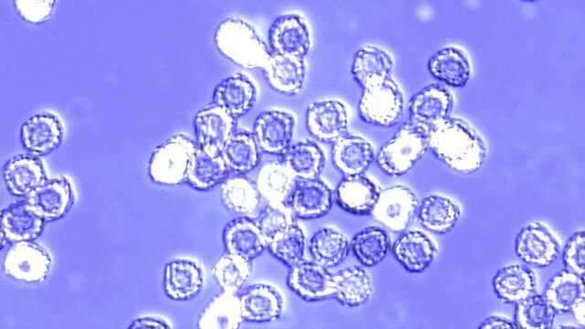 Microorganism Self-Replicating and Multiplying