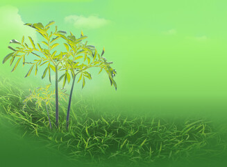 Fototapeta na wymiar agriculture graphic of Konjac tree on green gradient background for space your text concept. It contains glucomannan extract, making it healthy and diet