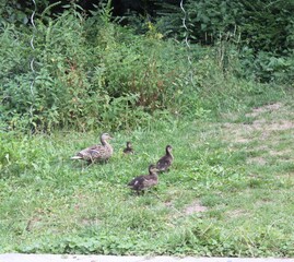 Maman cane et ses canetons - Family duck