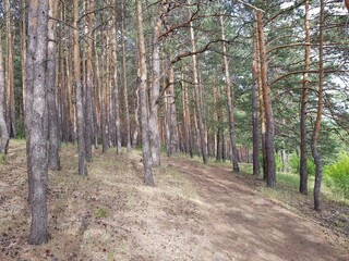 Forest trail among the trees
