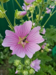 Obraz na płótnie Canvas A bee gathering nectar in a pink flower