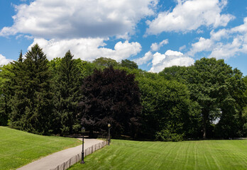 Empty Path with Green Grass at Central Park during Summer in New York City on a Beautiful Day