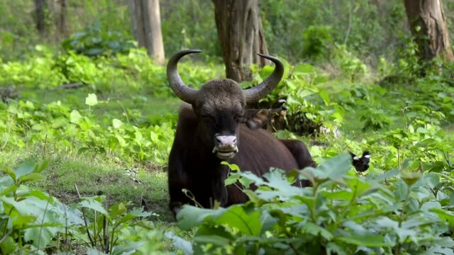 An Indian Bison resting in the forest of Bandipur Tiger Reserve, Karnataka, India