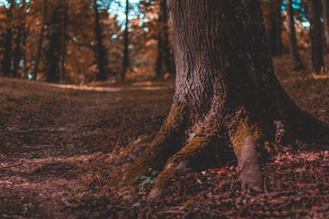 Autumn colors in the trees