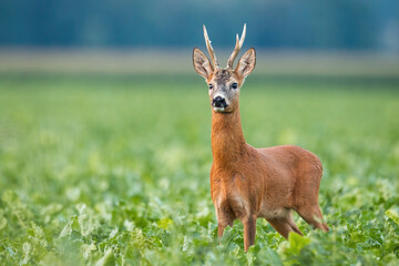Alert roe deer, capreolus capreolus, standing on field in summer nature. Magnificent mammal looking...