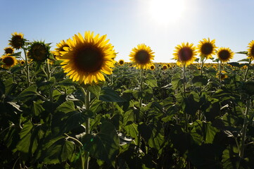 Blooming sunflowers under the rays of the bright sun