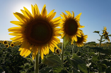 Blooming sunflowers under the rays of the bright sun