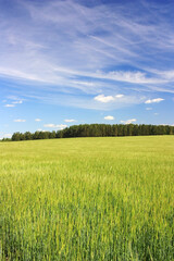 Fototapeta premium Green ears of wheat in the field