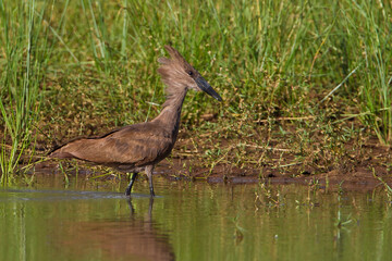 Hamerkop bird at the water