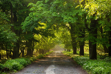 Country road through a forested area, surrounded by trees and wild garlic. Green woodland scenery from summer nature at sunrise with long path forward.