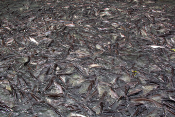 Fish in the river of green water