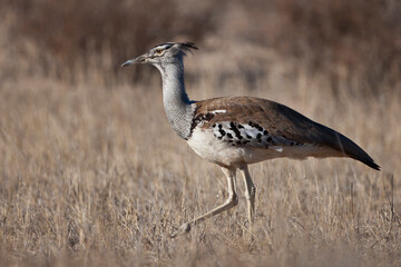 Kori Bastard in the grass