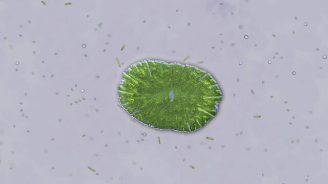 Microorganism Self-Replicating
